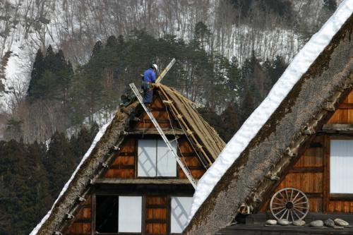 白川郷合掌集落 茅葺き屋根 葺き替え ８