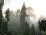 コタキナバル　タビン　ジャングル