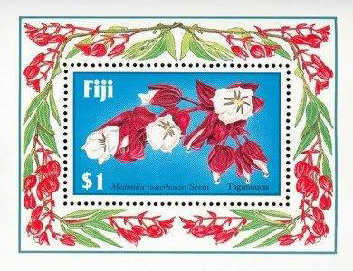 フィジーの国花 タンギモウジア♪ タンギモウジア