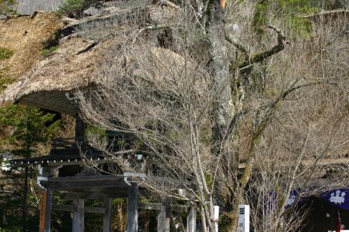 春だ！休みだ！世界遺産 白川郷 ！４