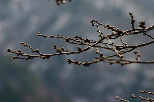 世界遺産 白川郷 〜桜開花情報〜 2