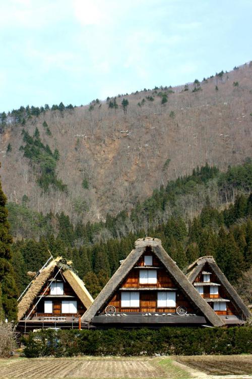 世界遺産 白川郷 〜桜開花情報〜 5