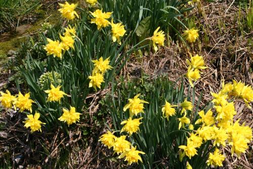 世界遺産 白川郷合掌集落〜天守閣展望台７