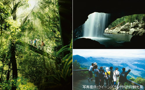 ゴールドコースト 熱帯雨林