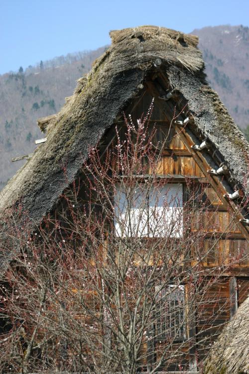 白川郷いよいよ桜の季節が到来！3