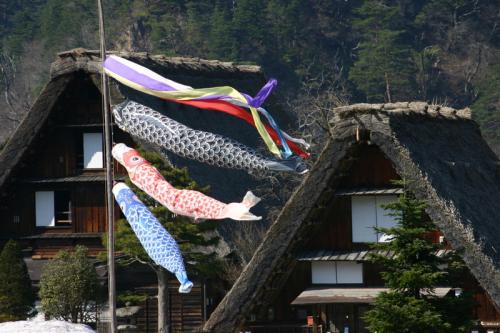 白川郷いよいよ桜の季節が到来！4