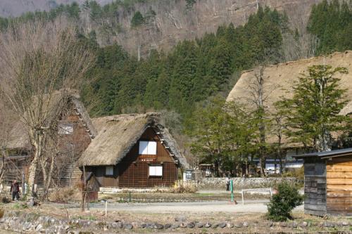 白川郷いよいよ桜の季節が到来!7