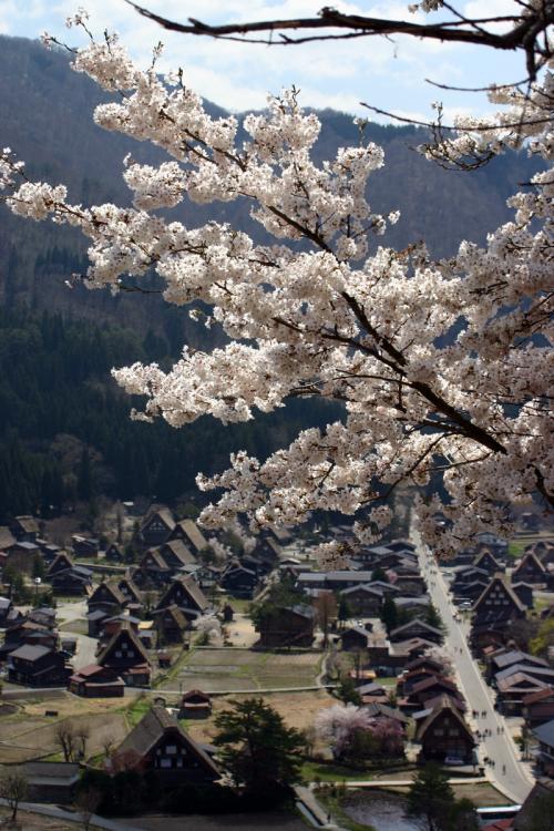 世界遺産 白川郷合掌集落 桜は見頃４