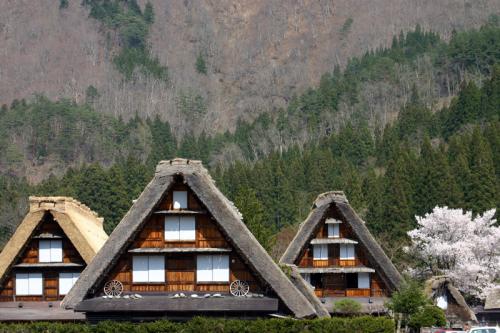 世界遺産 白川郷合掌集落 桜は見頃５
