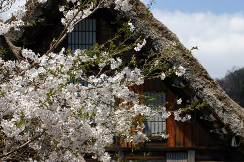世界遺産 白川郷合掌集落 桜は見頃７