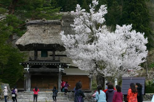世界遺産 白川郷合掌集落 桜は見頃８