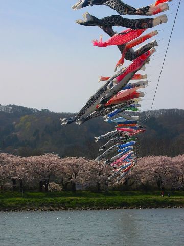 北上展勝地 鯉のぼり