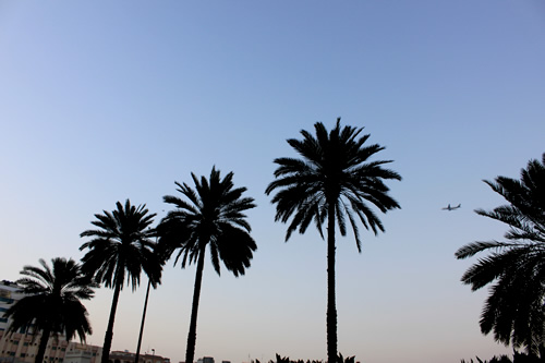 椰子の木の向こうに飛び立つ飛行機