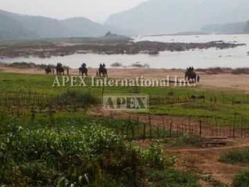 エレファントライド