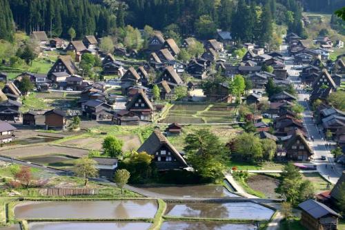 遅れてやってくる春の風物詩 おおた桜 3