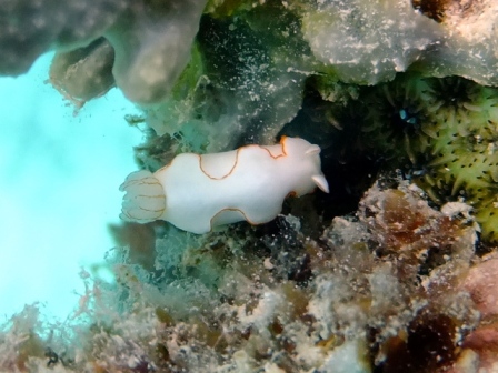 サイパン ダイビング