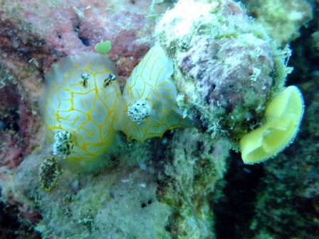 サイパン ダイビング