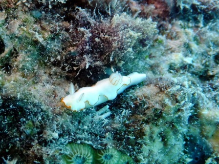 サイパン ダイビング