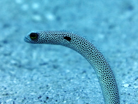 サイパン ダイビング