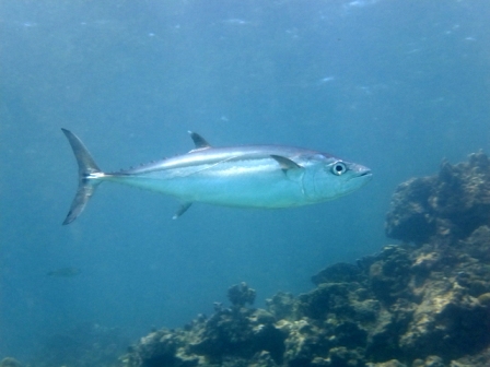 サイパン ダイビング