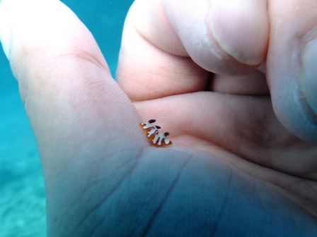 サイパン ダイビング