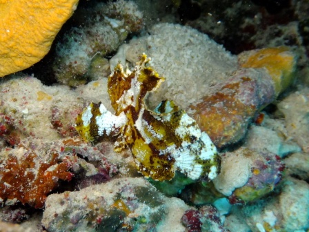 サイパン ダイビングライセンス