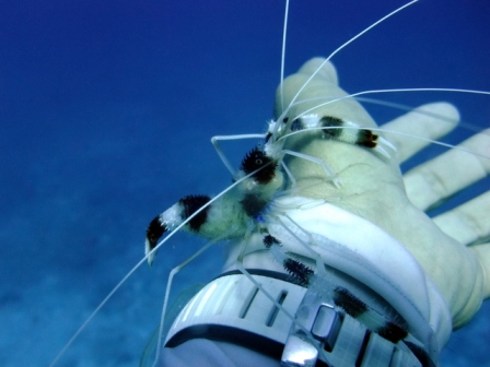 サイパン ダイビングライセンス