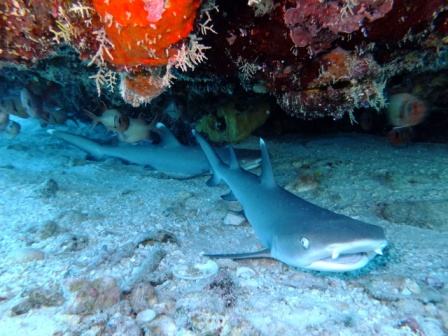 サイパン ダイビングライセンス