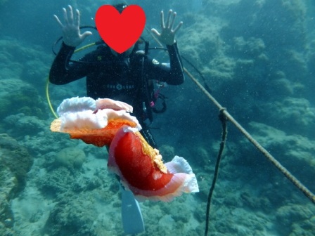 サイパン ダイビングライセンス