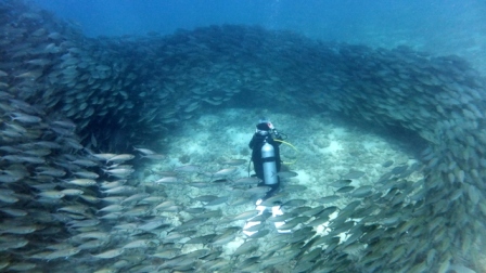 サイパン ダイビング
