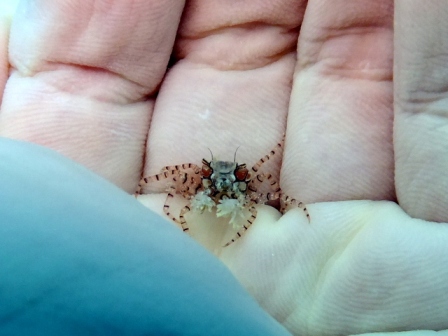 サイパン ダイビングライセンス