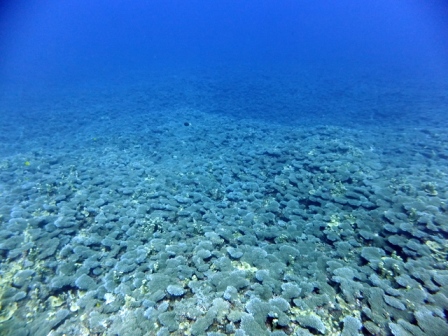 サイパン ダイビング