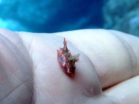 サイパン ダイビング