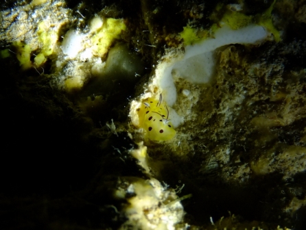 サイパン ダイビング 体験ダイビング