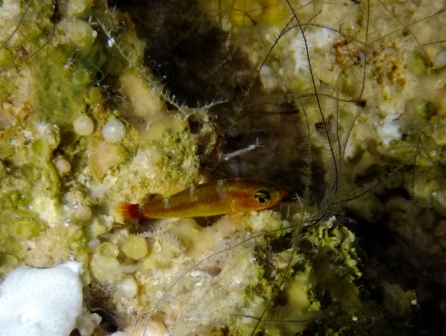 サイパン ダイビングライセンス