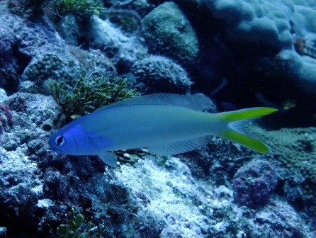 サイパンダイビングショップ