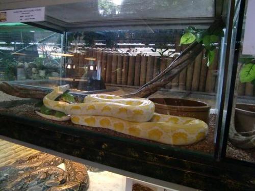 白蛇、大きいなぁ