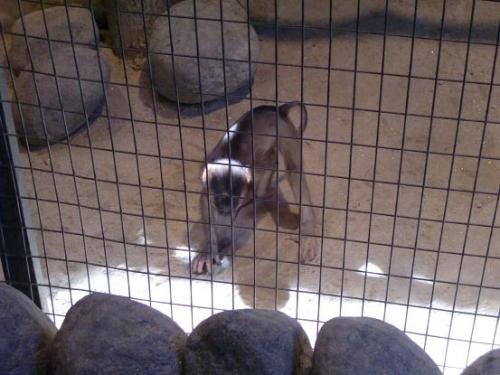 かわいいお猿さん