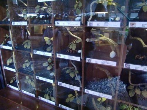 ロッカーみたいな・・・棚 中はクモ!