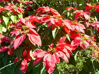 ポインセチア