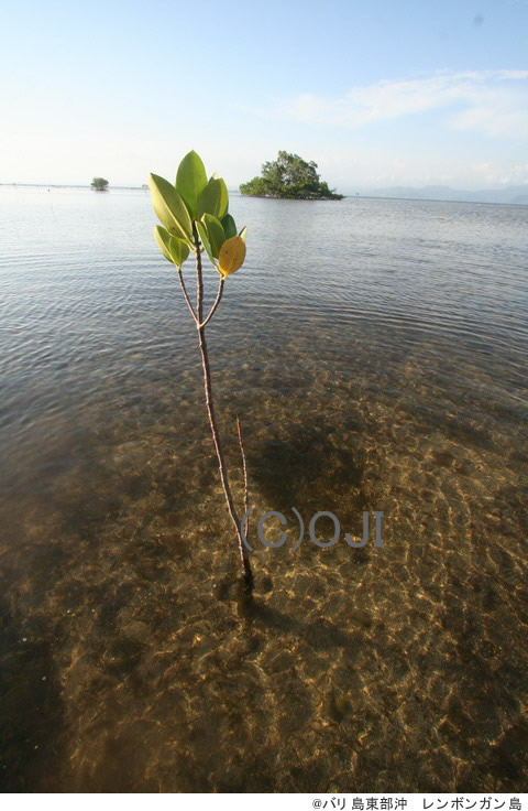 ＠バリ島東部沖　レンボンガン島