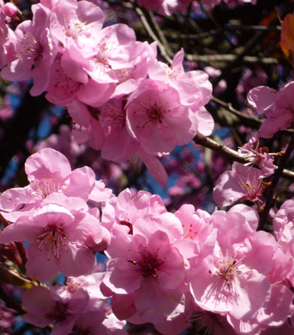 Ｐ７１-０７７Ｆ