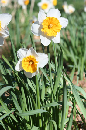 Ｐ７２-０８０Ｆ