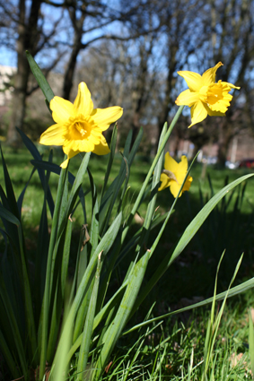 Ｐ７２-０８１Ｆ