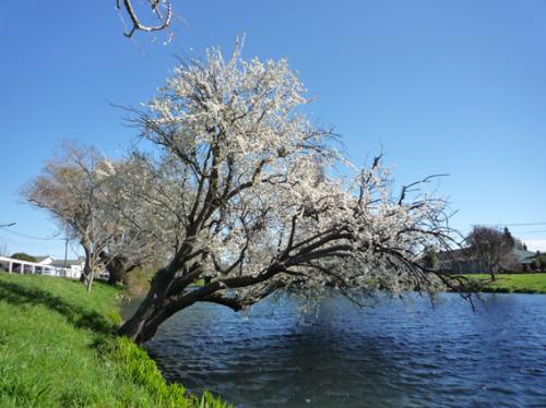 Ｐ７２-０４６Ｆ