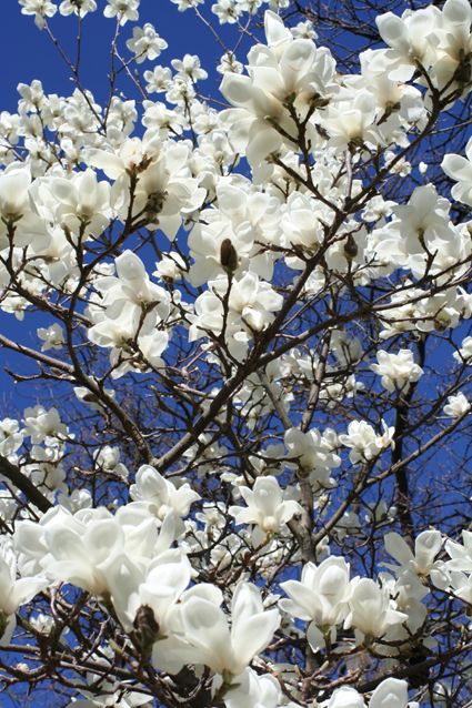 Ｐ７２-０４９Ｆ