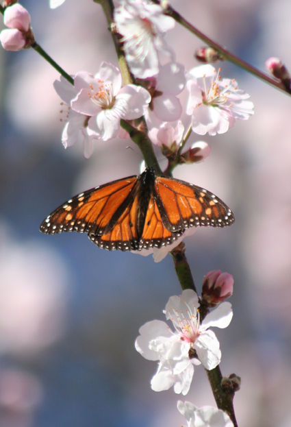 Ｐ７２-０６７Ｆ