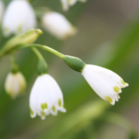 Ｐ３２-００８Ｆ