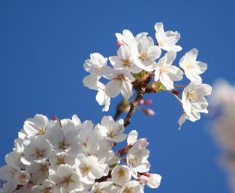 Ｐ３３-０２６Ｆ