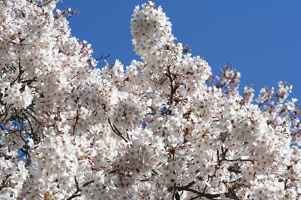 Ｐ７３-０８３Ｆ